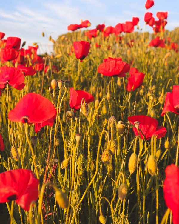 PLANNINGPOPPY PLANNINGPOPPY